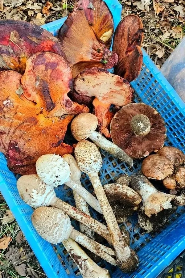 🍄 Эксперт рассказал, где собирают рекордный урожай грибочков в Ростовской области