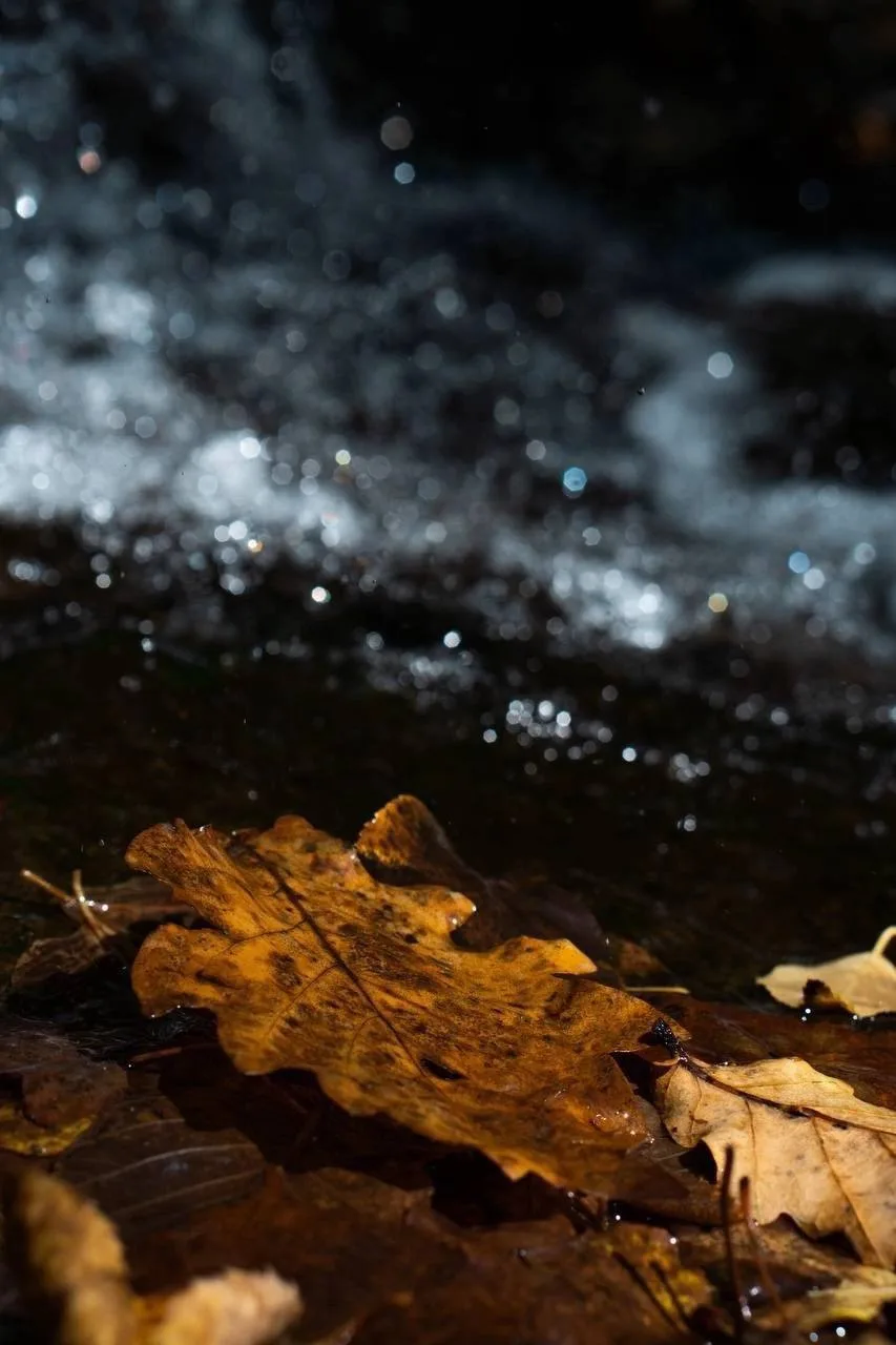 Золотая осень продолжается на «Земле леопарда» 🍂