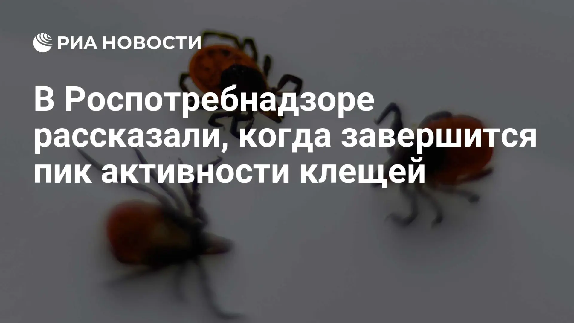 🌍 В Роспотребнадзоре рассказали, когда завершится пик активности клещей