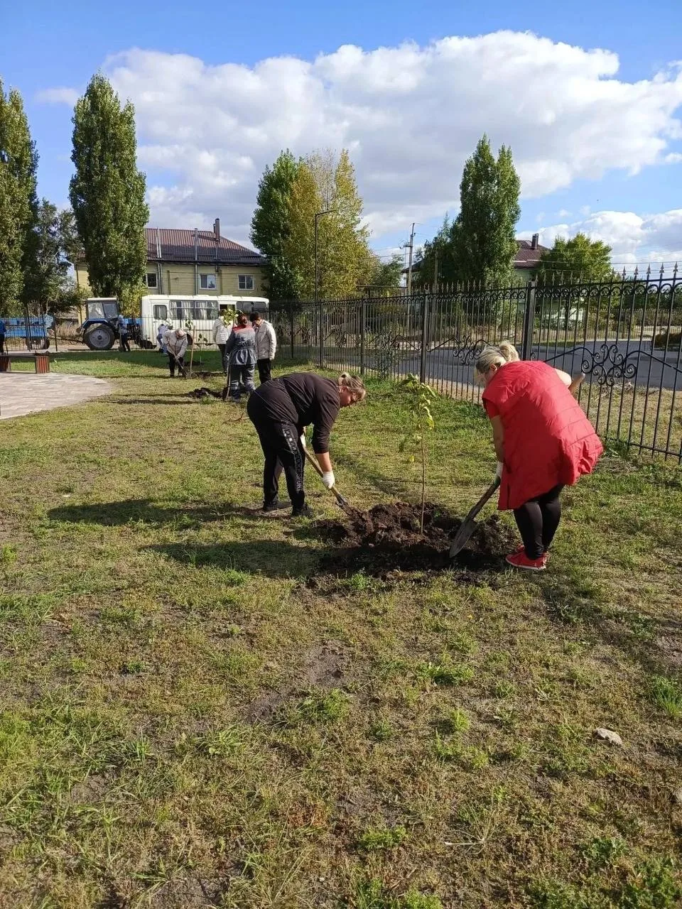 🌳 В Россоши высаживают рябины, клёны, катальпы и горные сосны.