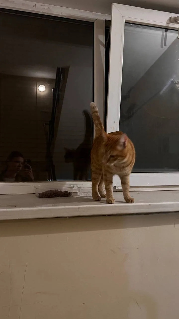 🐈 #потеряшкишанхая