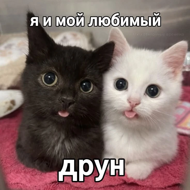 *мы?