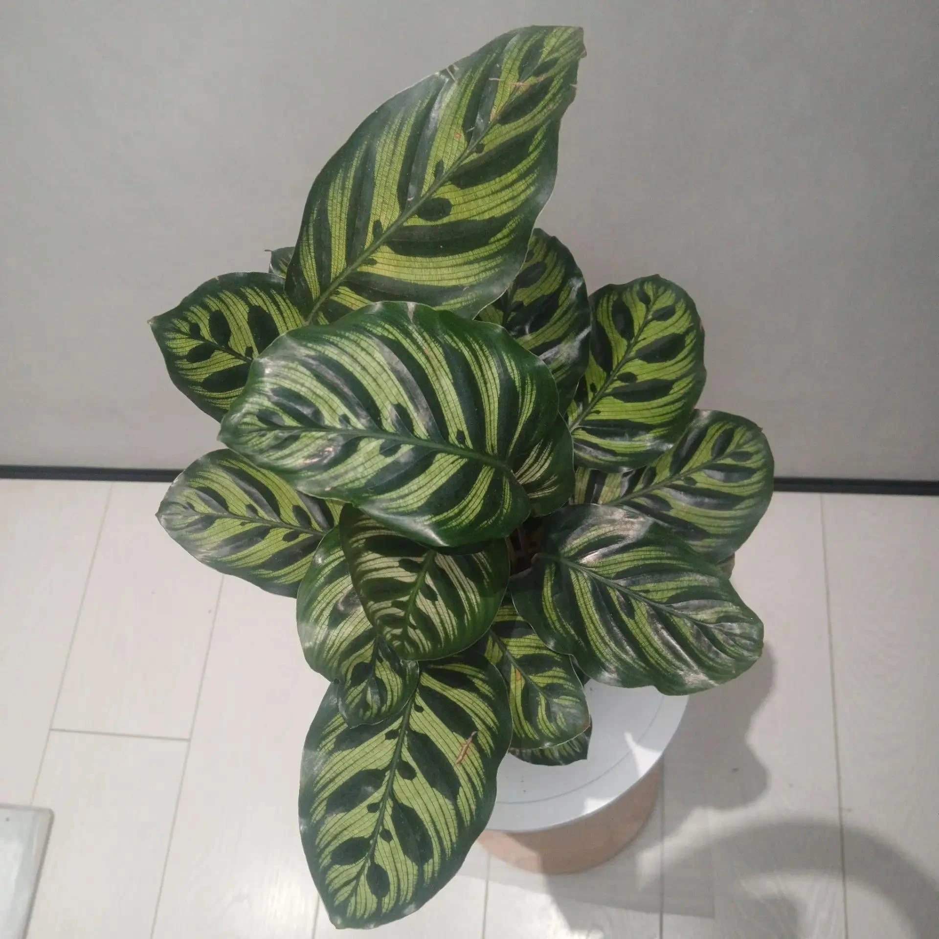Калатея Макояна Цена - 900₽