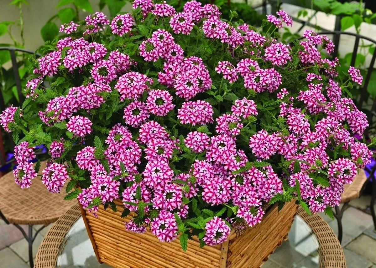 🌸Вербена - шикарное многолетнее растение которое очень просто вырастить на своем садов...
