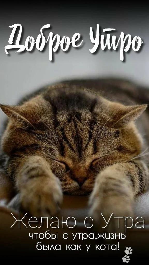 Котаны • подписаться