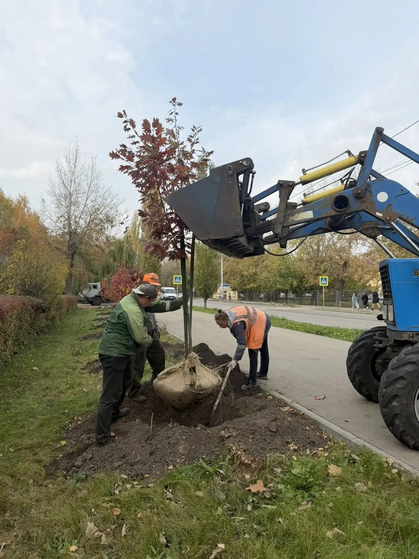Этой осенью озеленение Липецка идет полным ходом 🌳✨