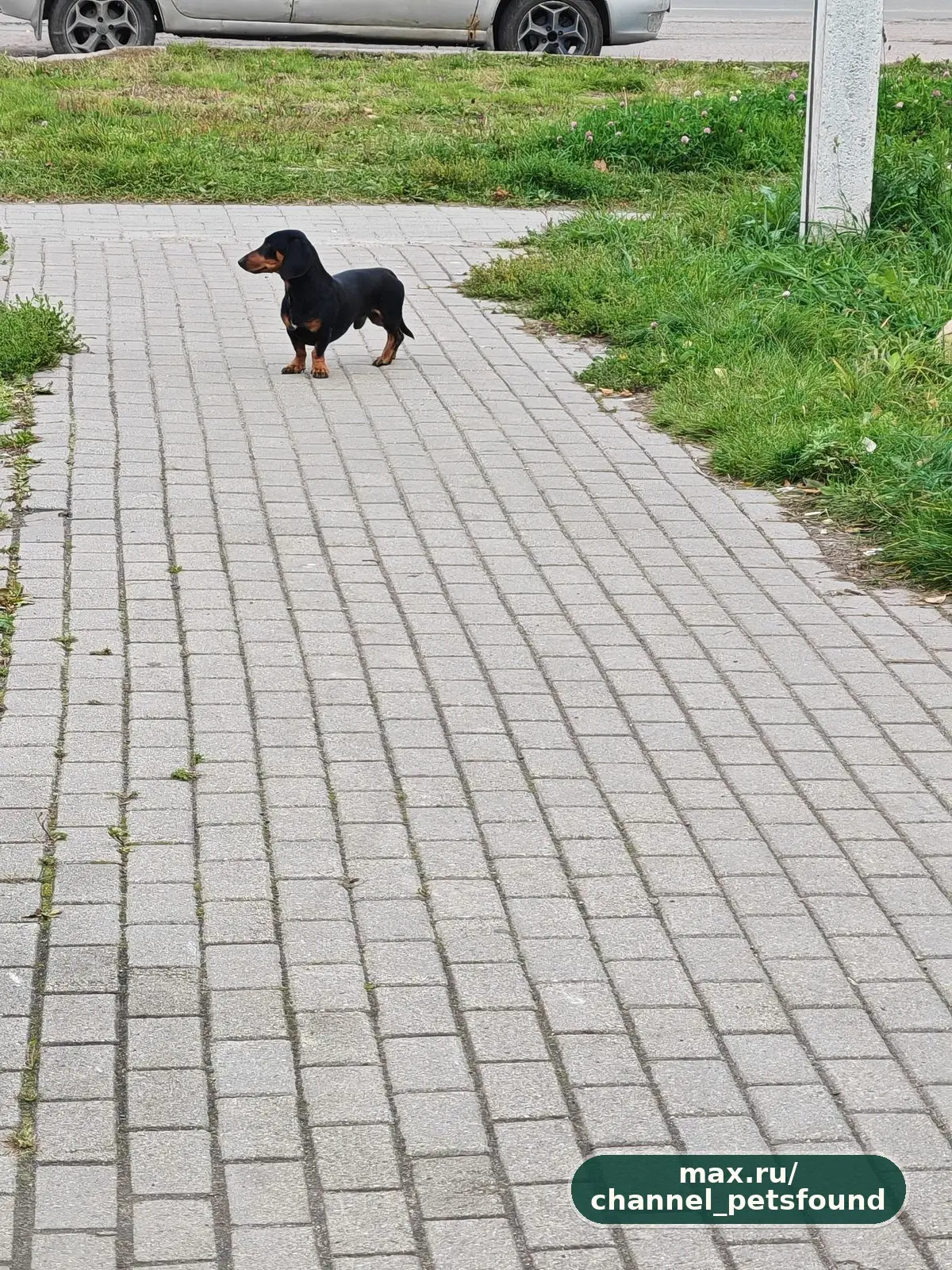 🐾 Найден питомец — Вологда