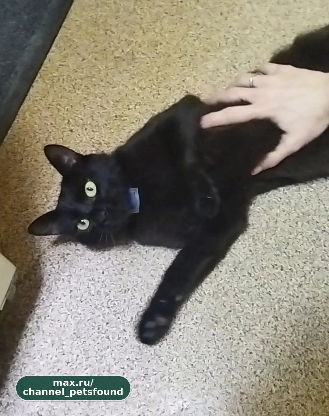 🐾 Пропал питомец — Симферополь