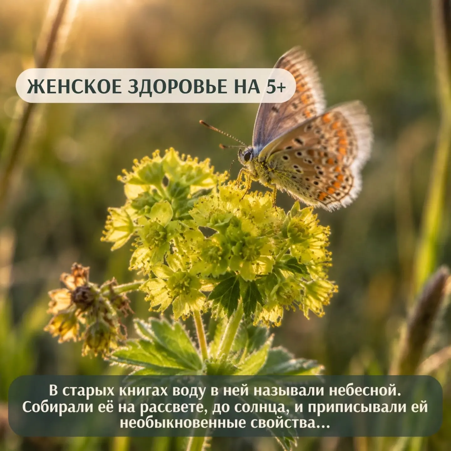 💚 Рецептики чтобы ваше женское здоровье было на 5+