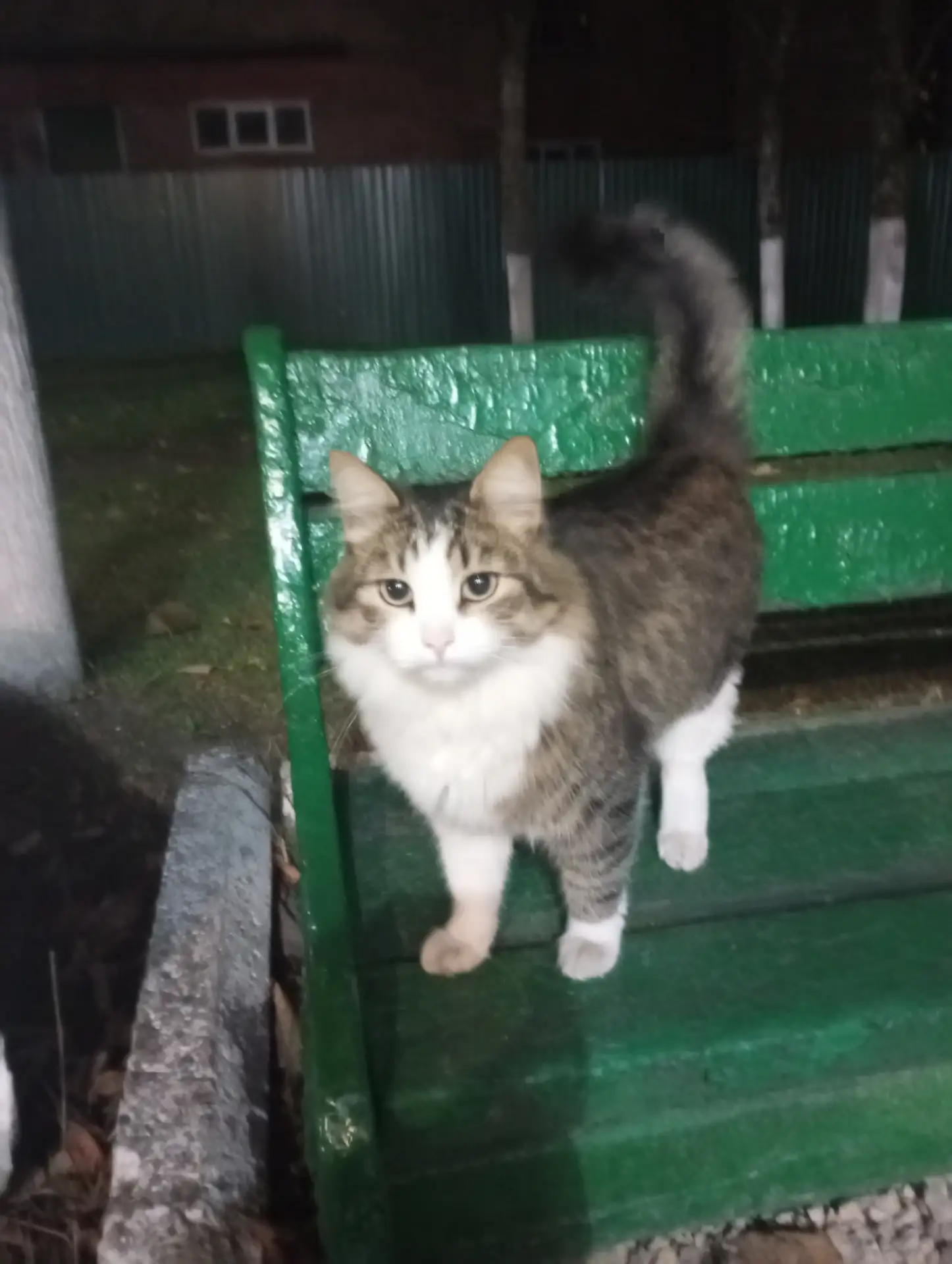 Чей котик у клуба с утра гуляет.