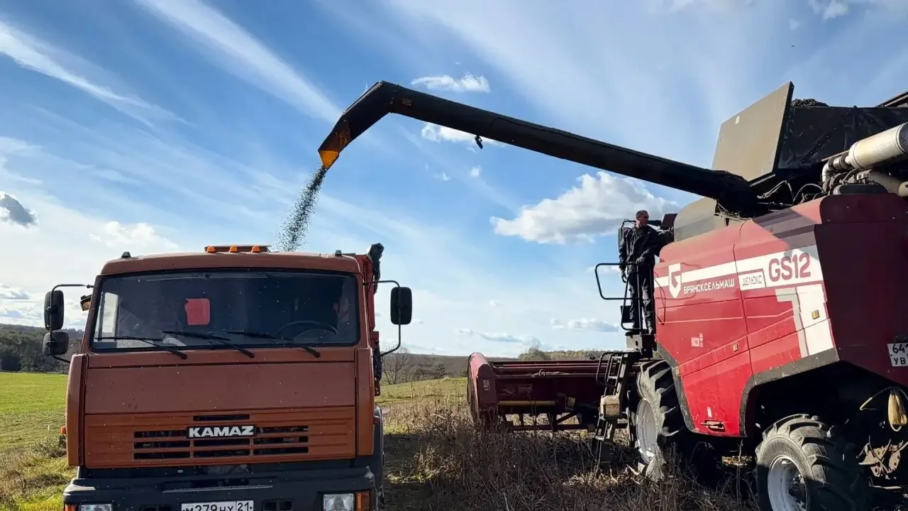 🌾 В хозяйствах Канашского округа продолжается уборка технических культур и овощей.