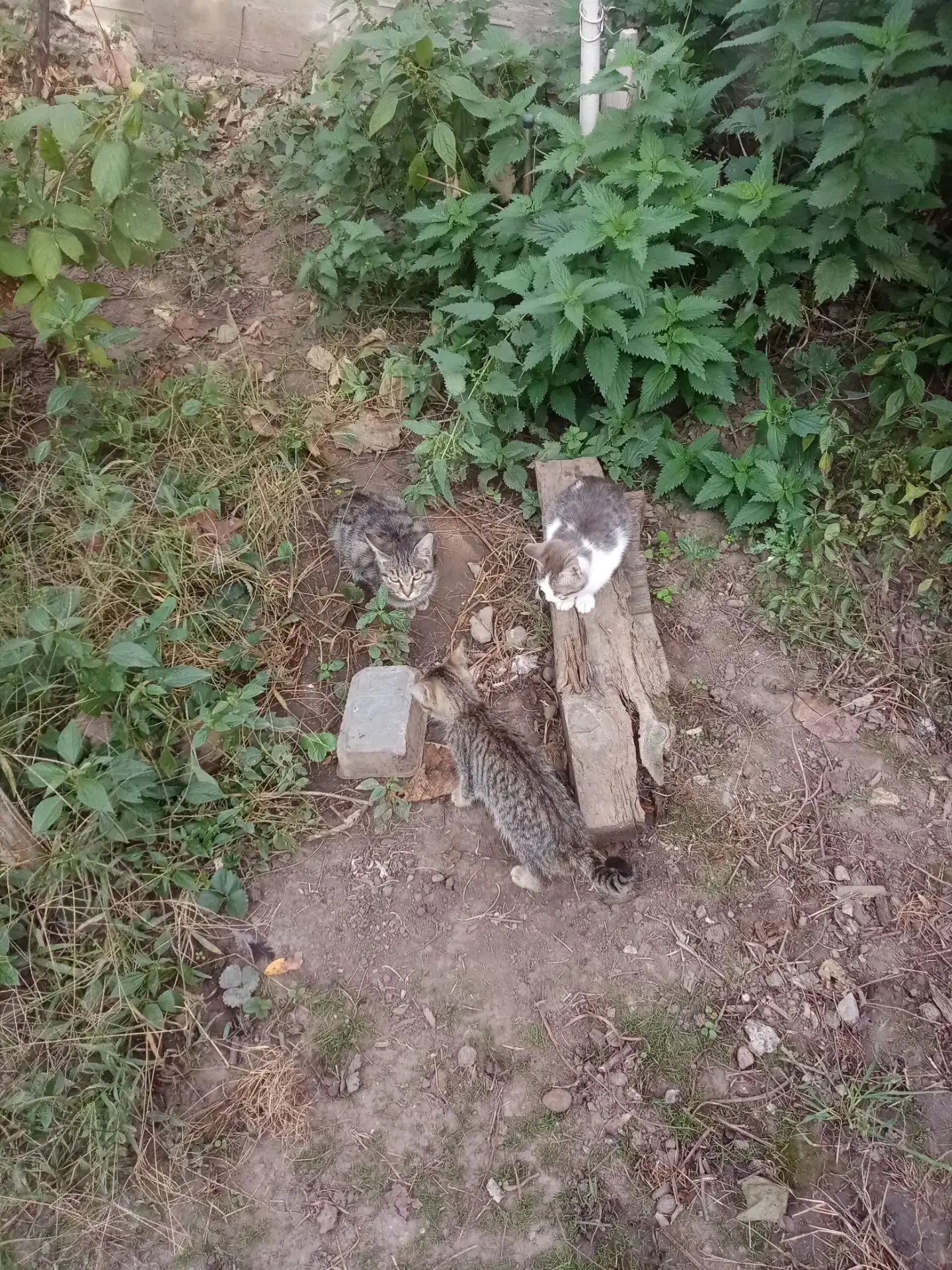 Котятам нужен дом 🏡
