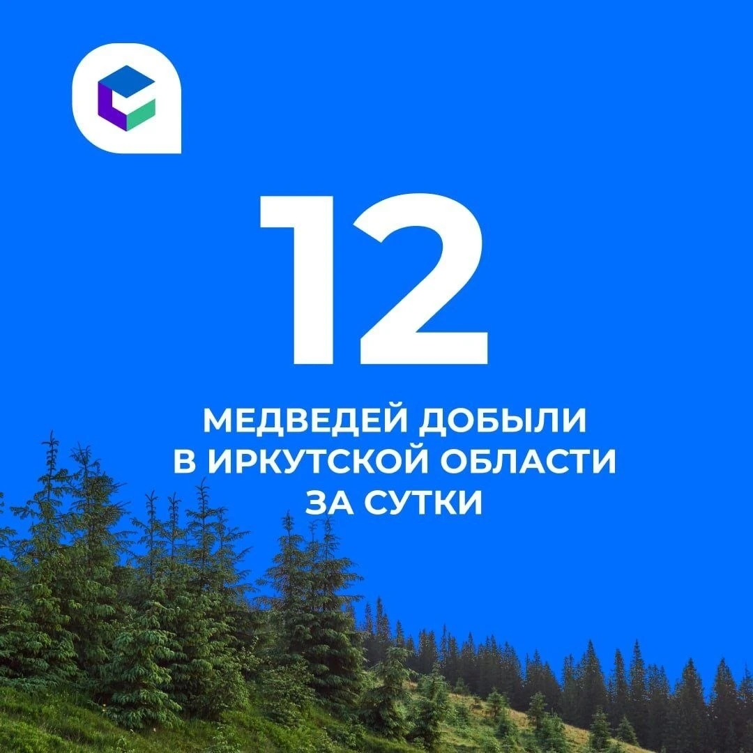 12 медведей добыли за сутки в Иркутской области.