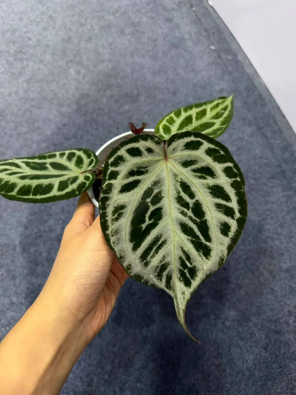 Антуриум Rosebell