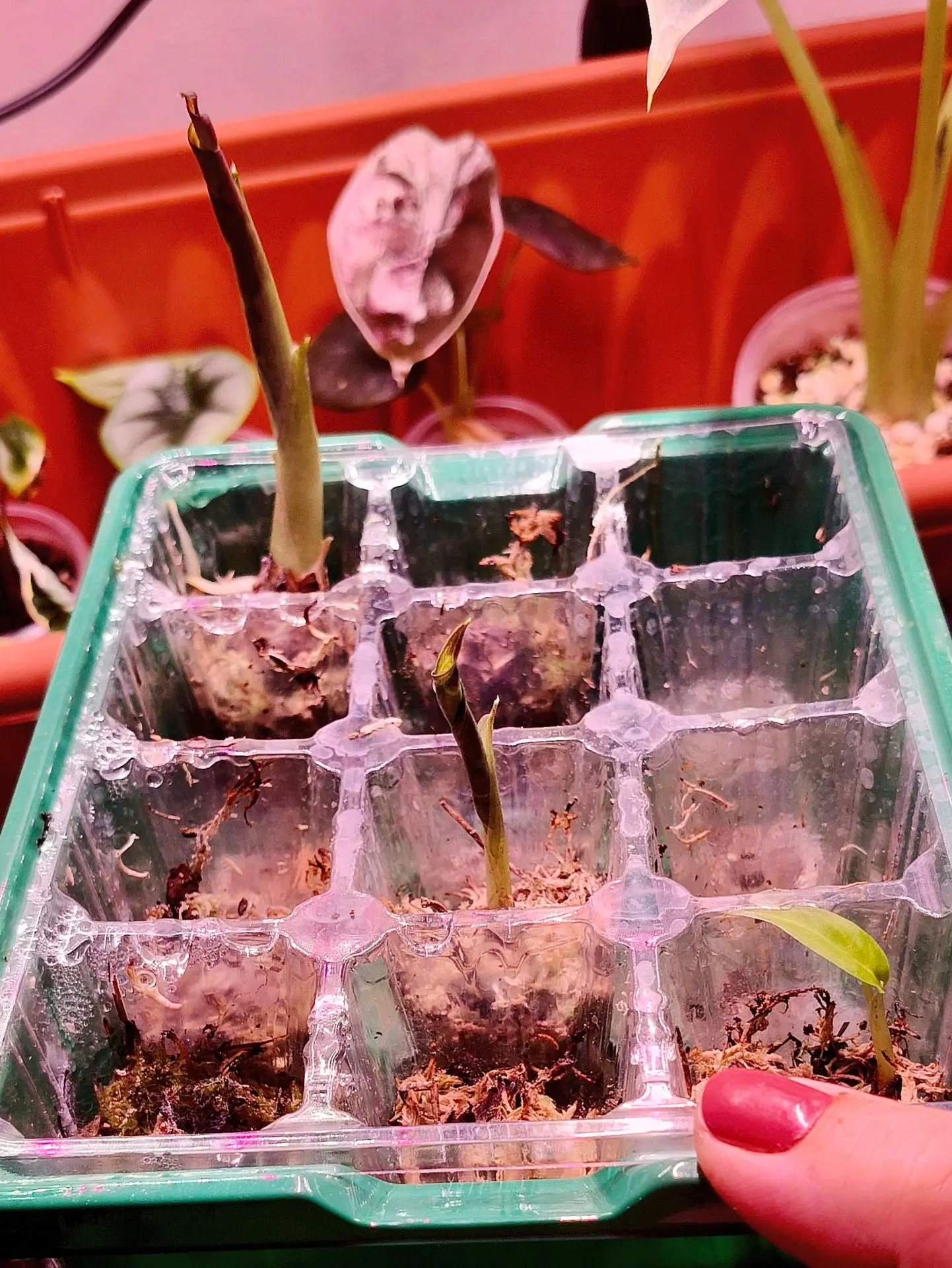 Немного алок нам в ленту 🌱
