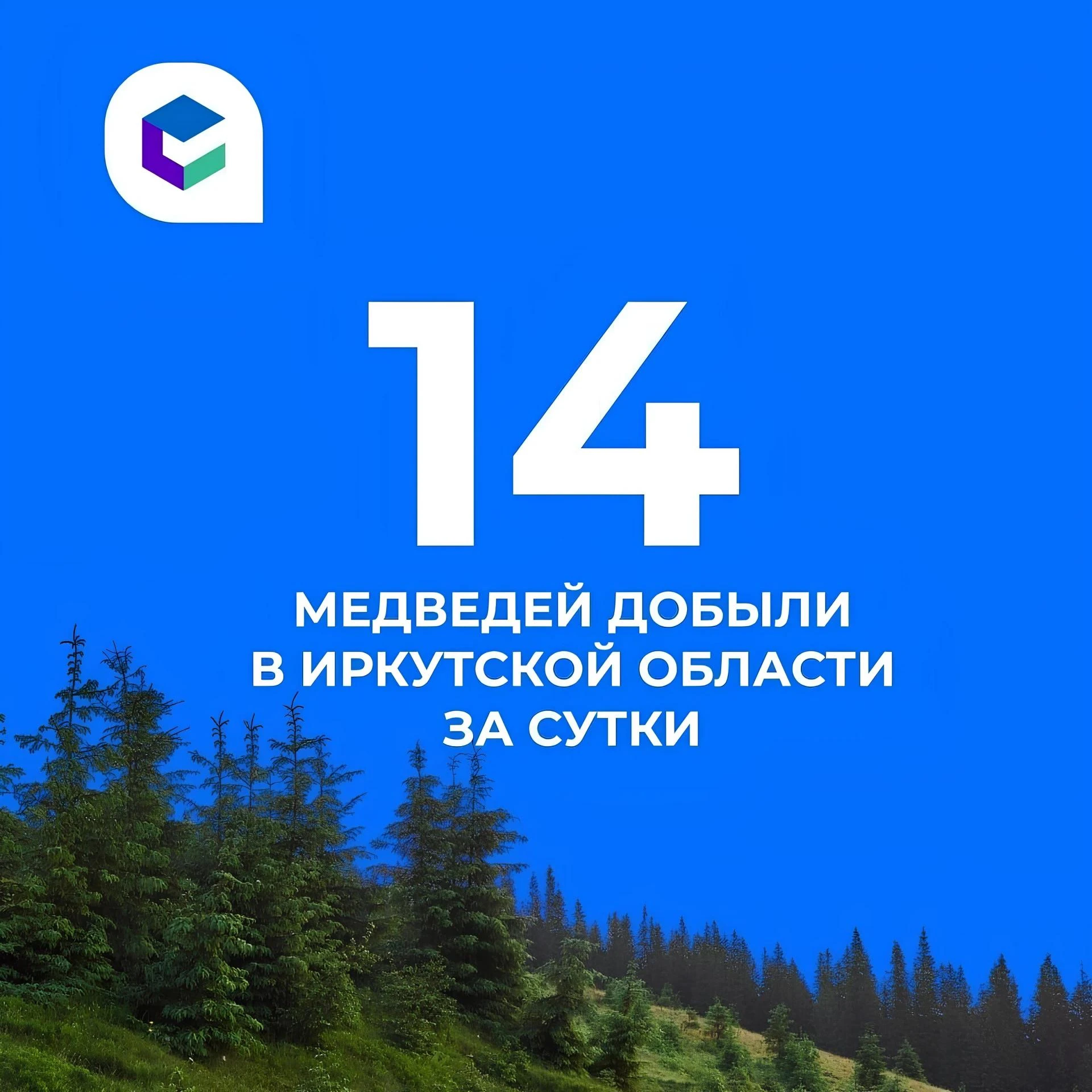 Еще 14 медведей добыли в Приангарье за сутки.