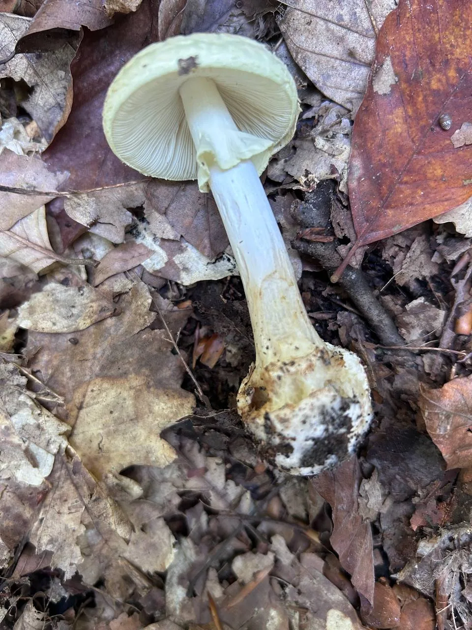 🍄 ОНА МОЖЕТ ВЫГЛЯДЕТЬ СОВЕРШЕННО БЕЗОБИДНО… НО ЭТО САМЫЙ ОПАСНЫЙ ГРИБ НАШИХ ЛЕСОВ!
