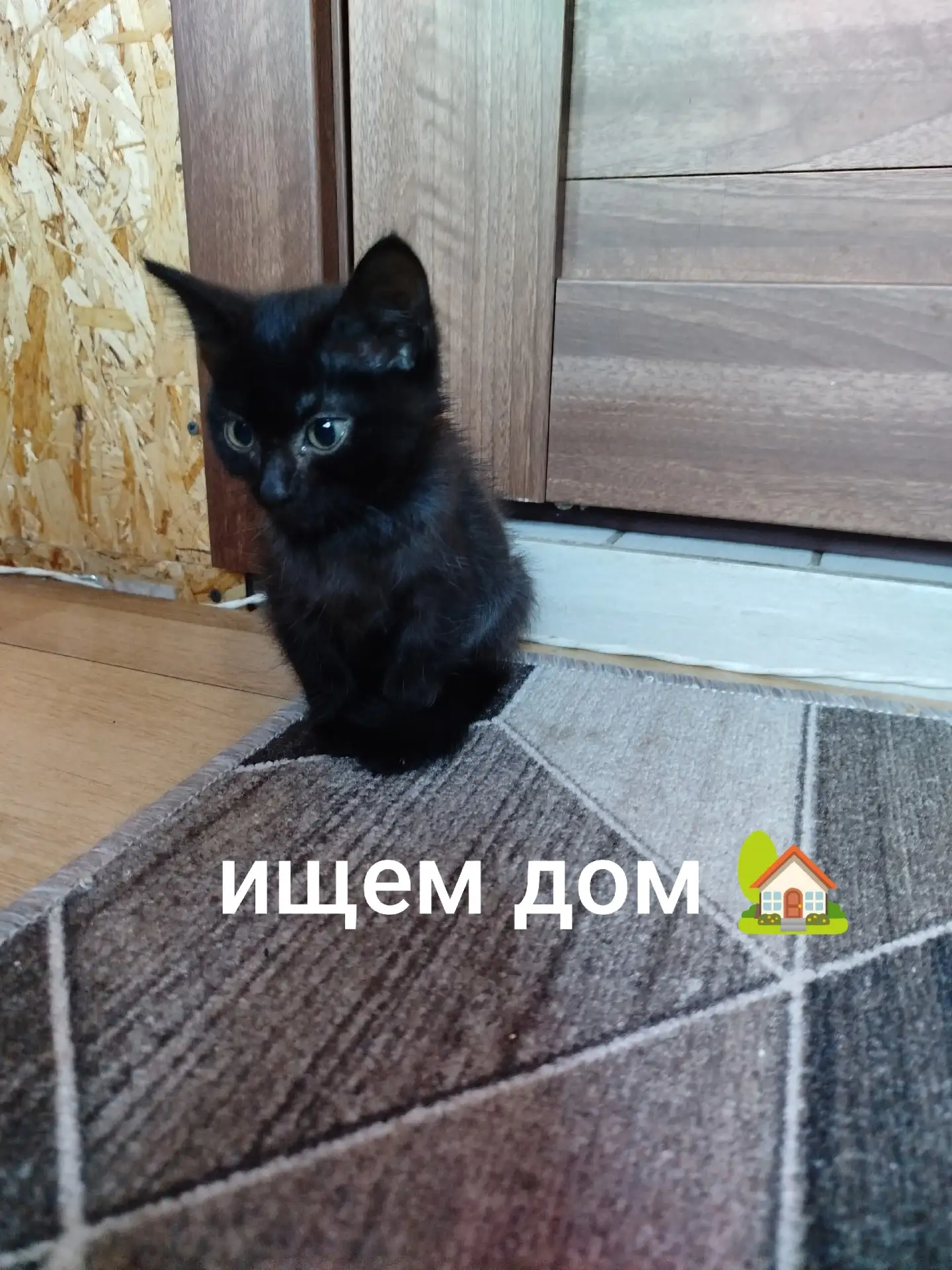 Мальчик и девочка ищут дом и добрые ручки. В туалет ходят в лоток, обработаны от парази...