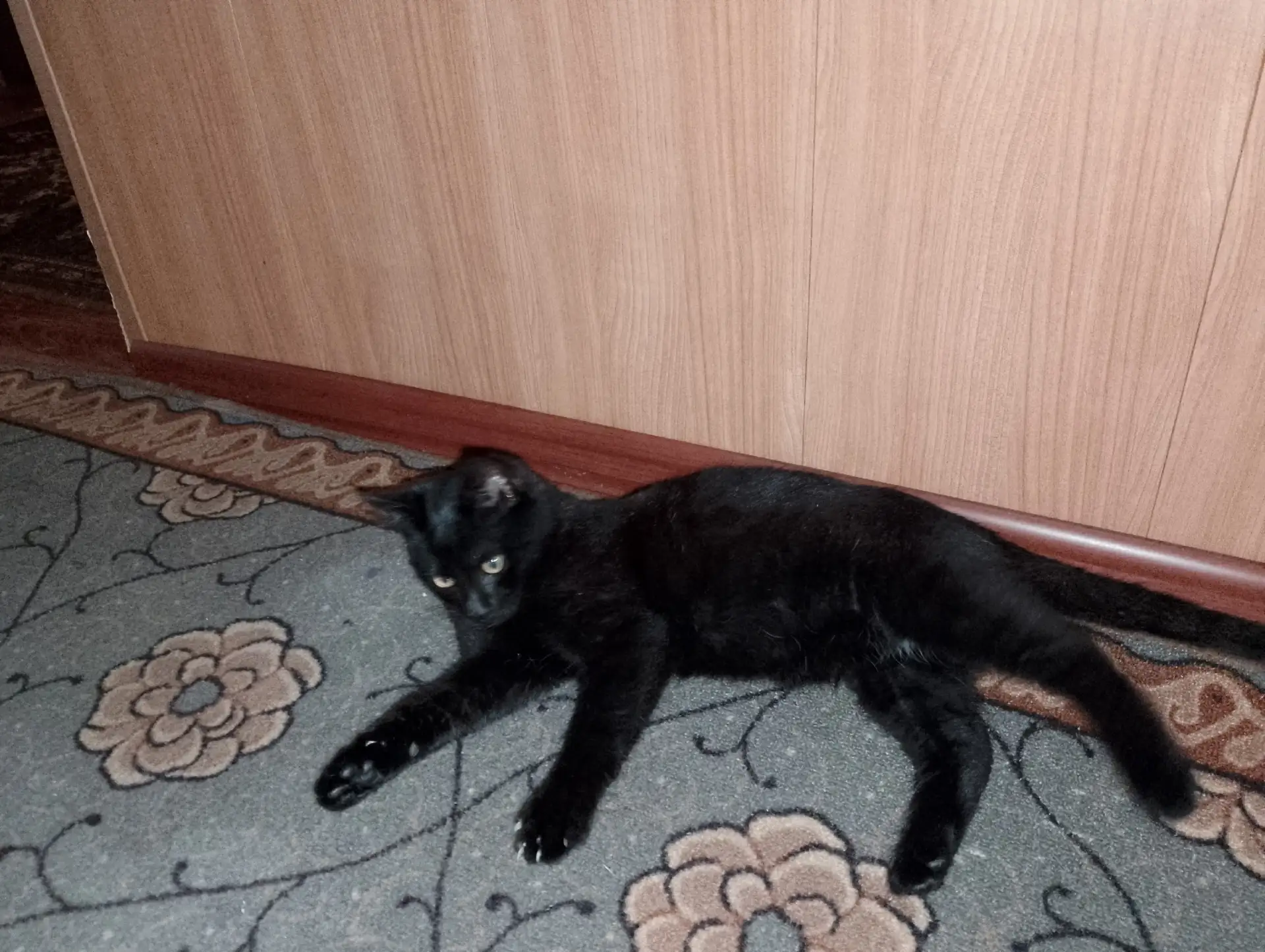 Срочно отдам в добрые руки.