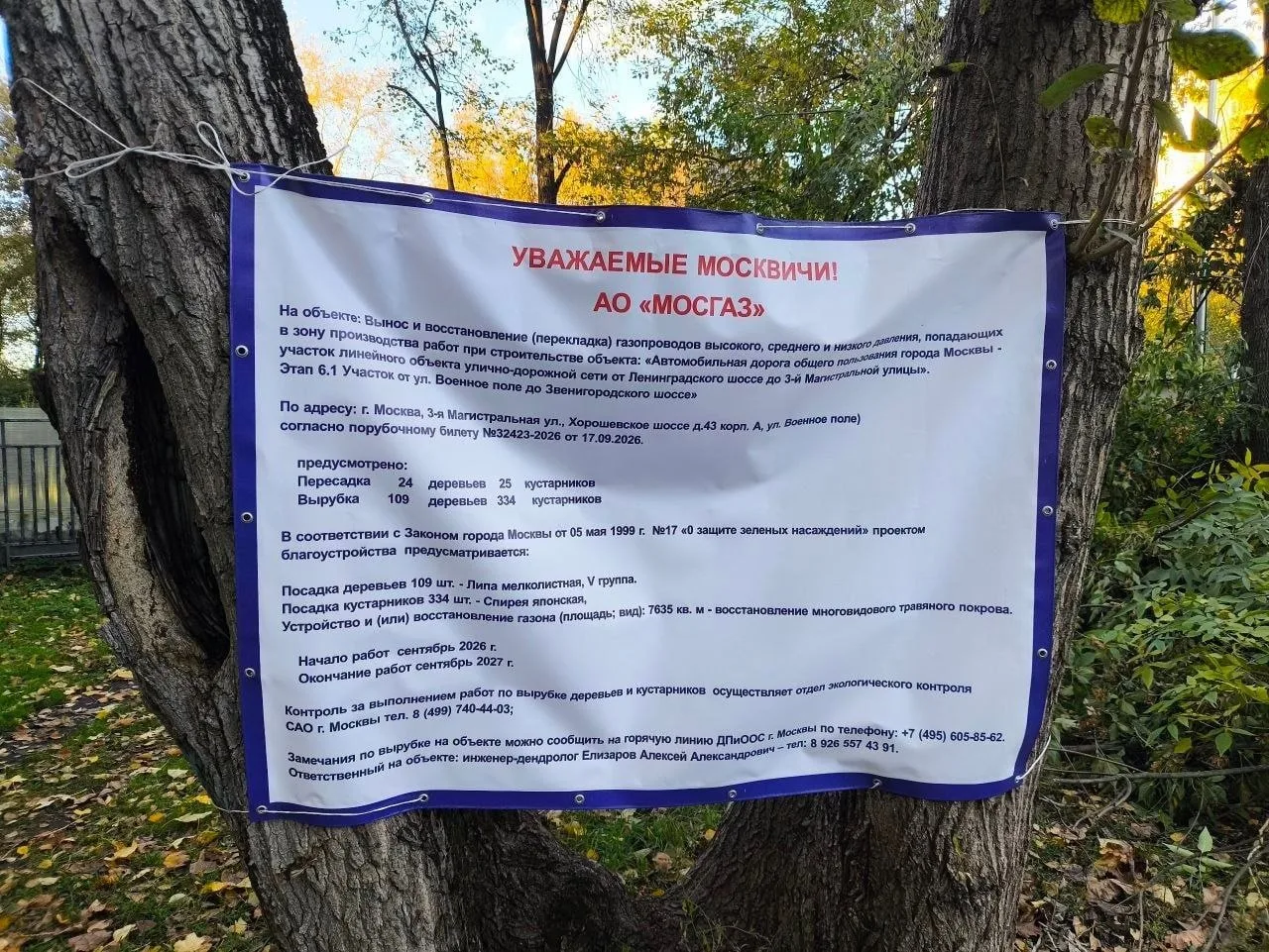 🌳 Стала известна возможная причина вырубки деревьев