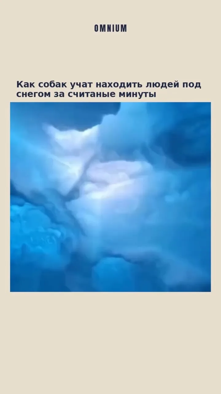 При поиске после схода лавины счёт может идти на секунды. Специально обученные собаки с...