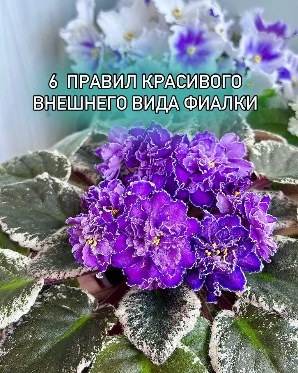 6 правил красивого внешнего вида фиалки 🌸