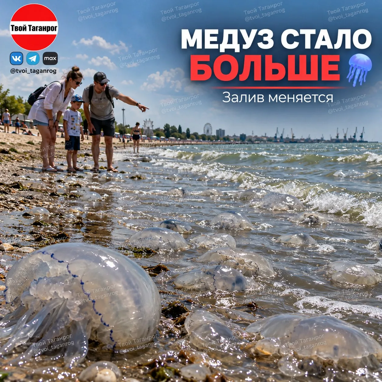 🌊 Медуз в Таганрогском заливе стало заметно БОЛЬШЕ