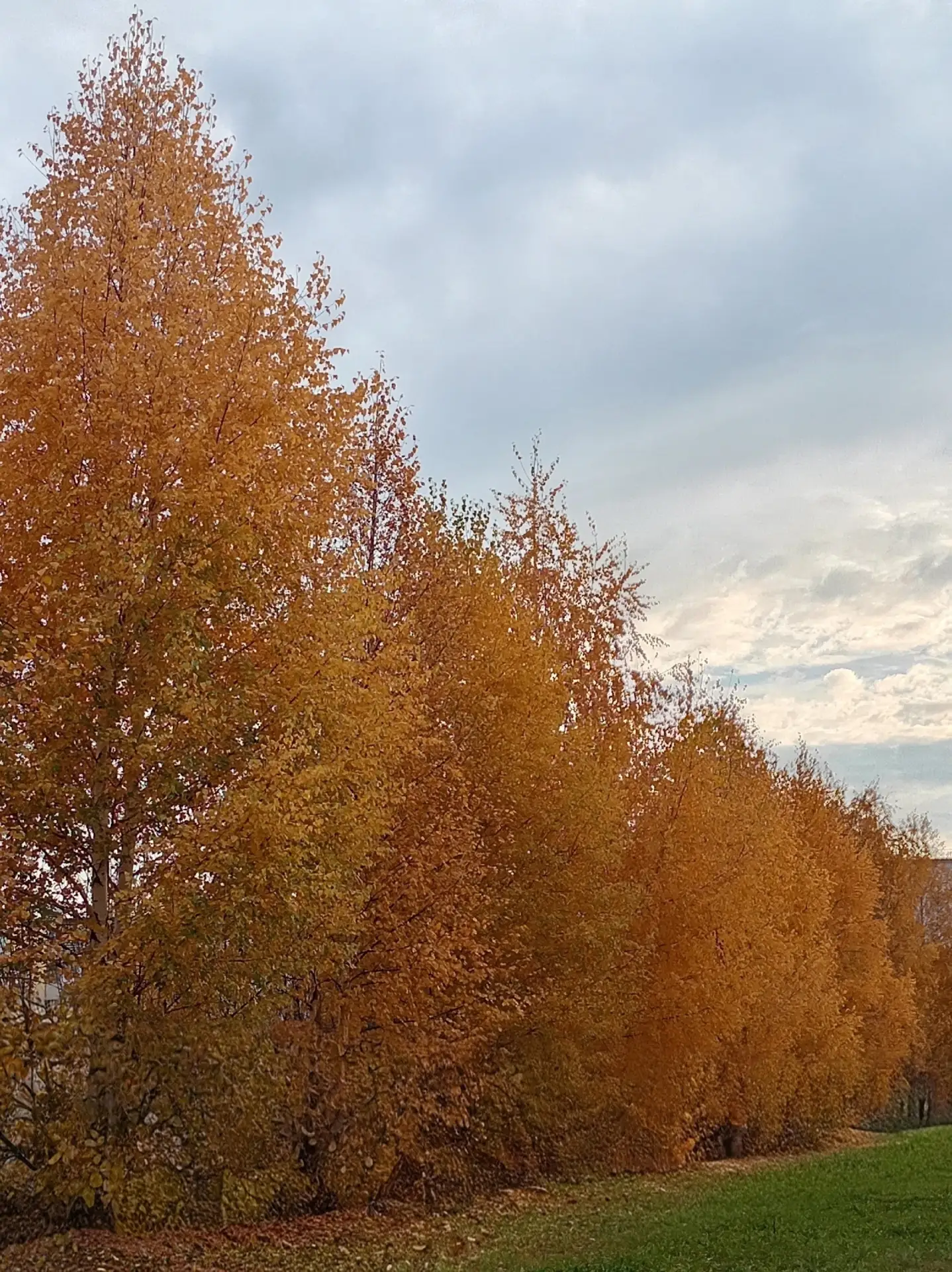 Золотая🧡Осень