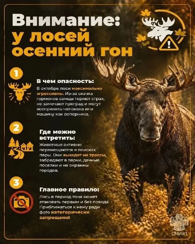 ❗️ Гон лосей продолжается во Владимирской области