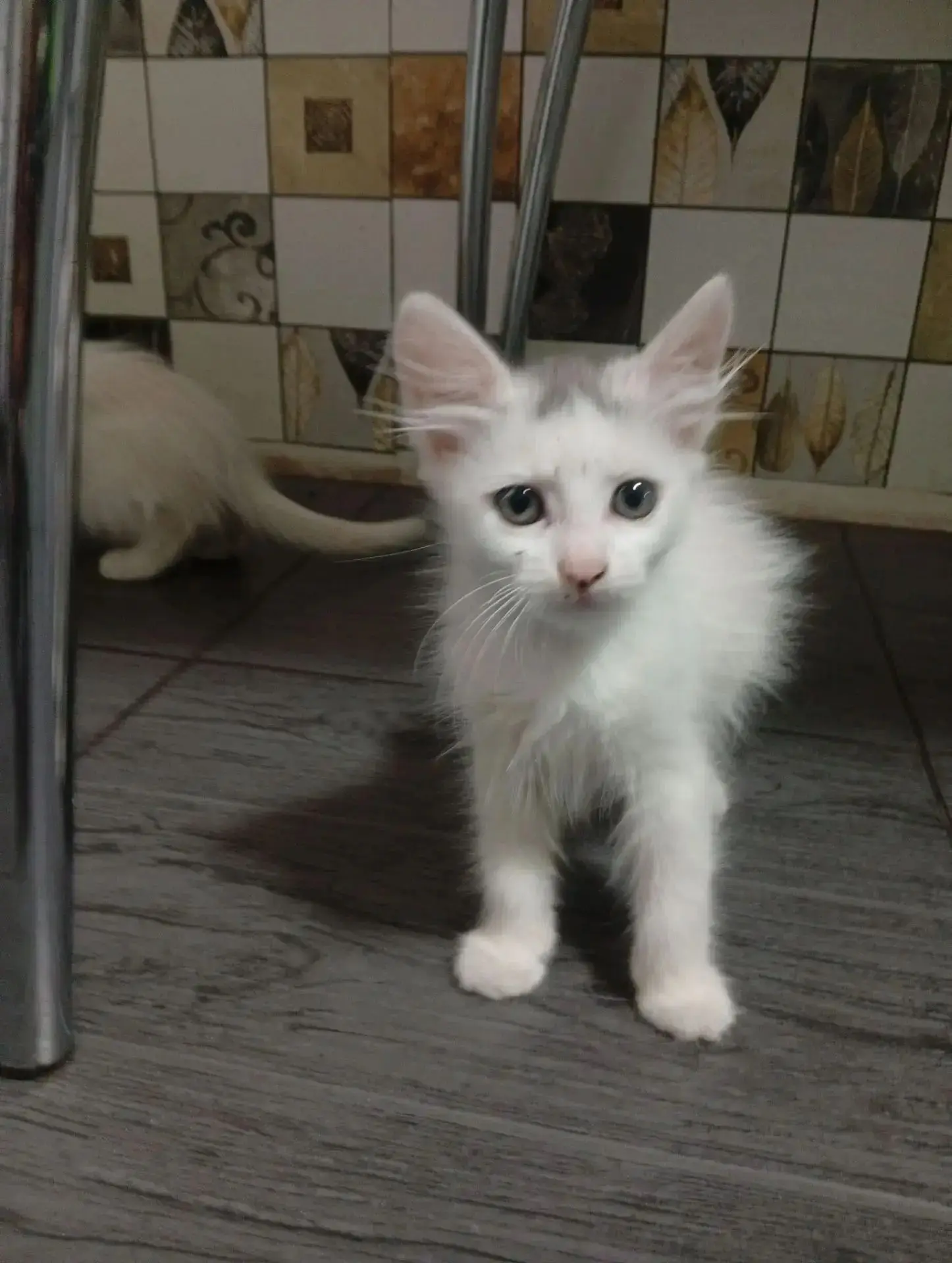 Котята девочки, мышеловы. БЕСПЛАТНО. 89895105330