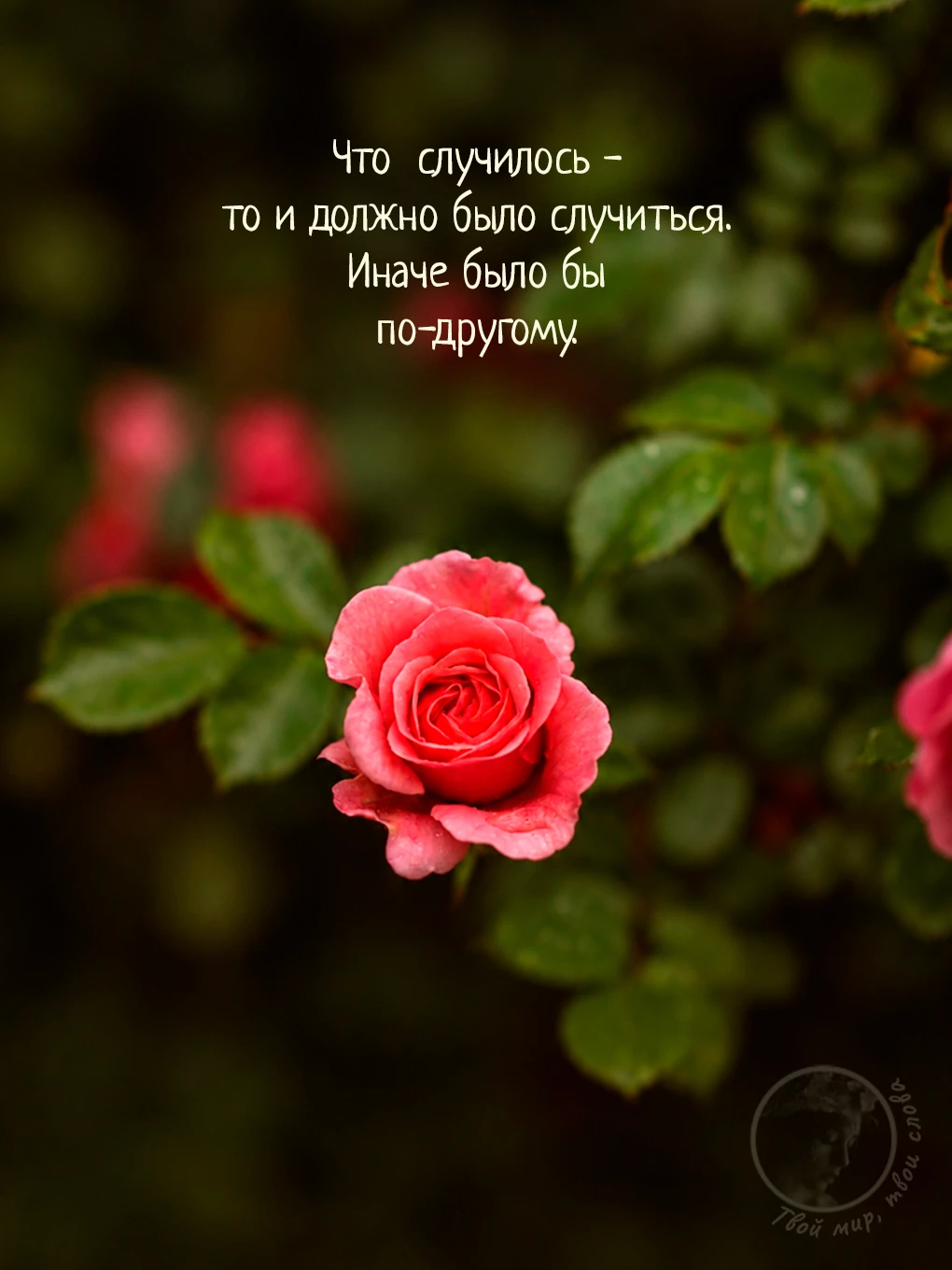 Твой мир, твои слова