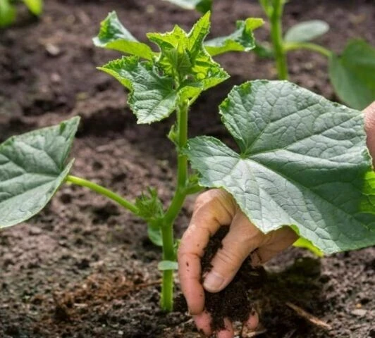 Главные подкормки для огурцов🥒