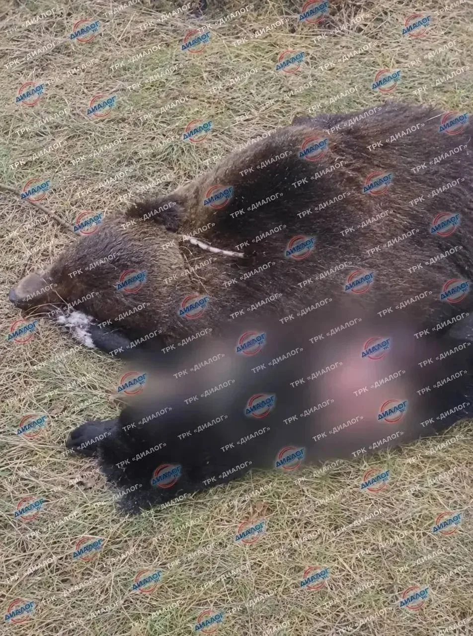 🐻 Еще одного медведя застрелили в Усть-Кутском районе