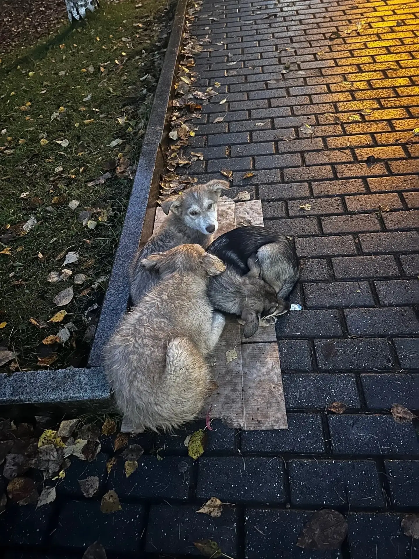 🐾 🐶 ЩЕНКИ  ИЩУТ ДОМ 🐶🐾
