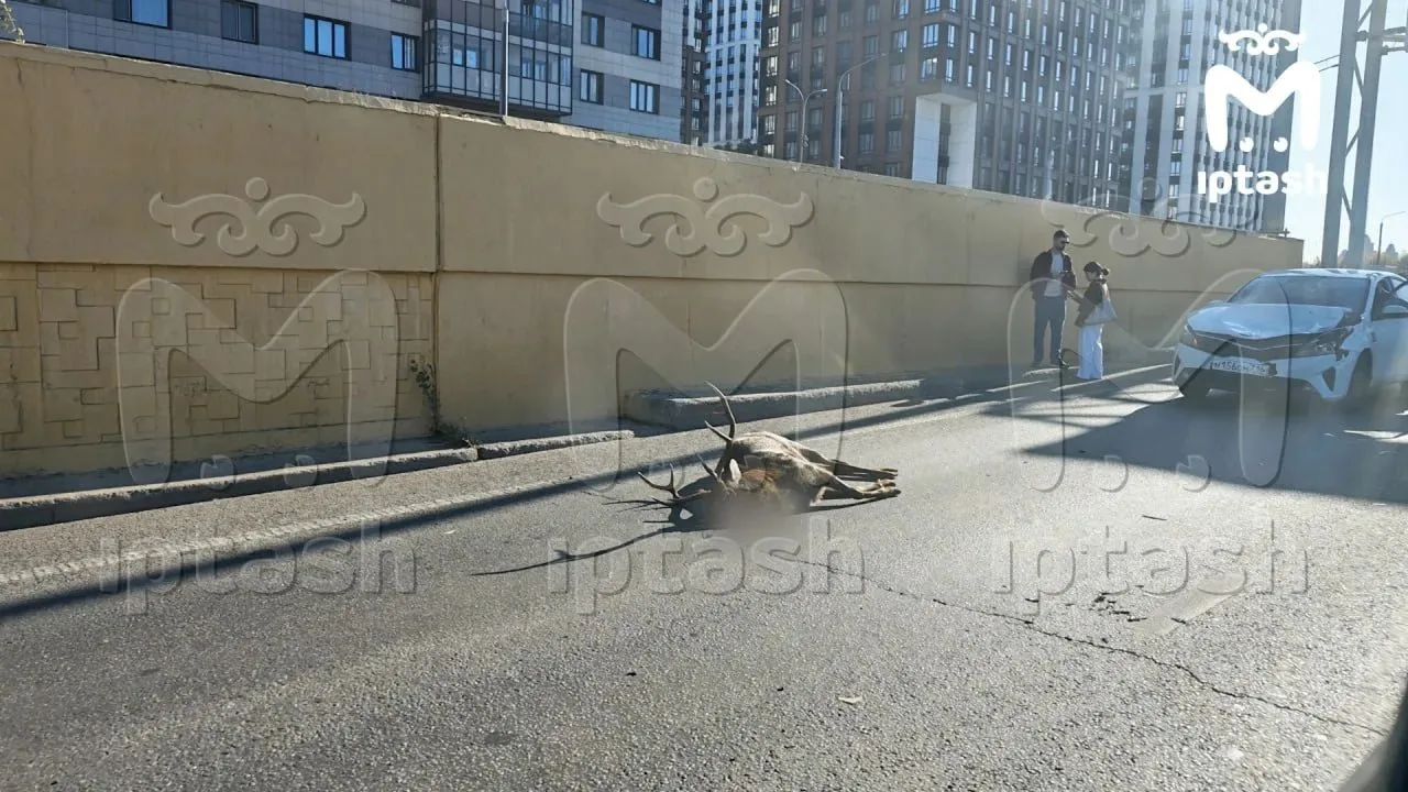 📍Оленя сбил водитель легковушки на Амирхана.