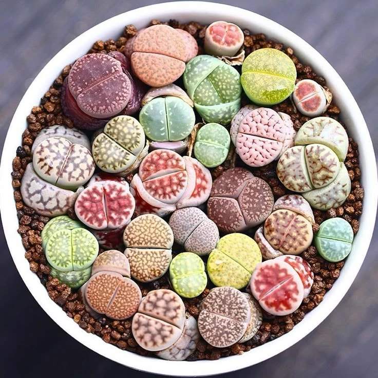 Красочный мир ЛИТОПСОВ! 🌵