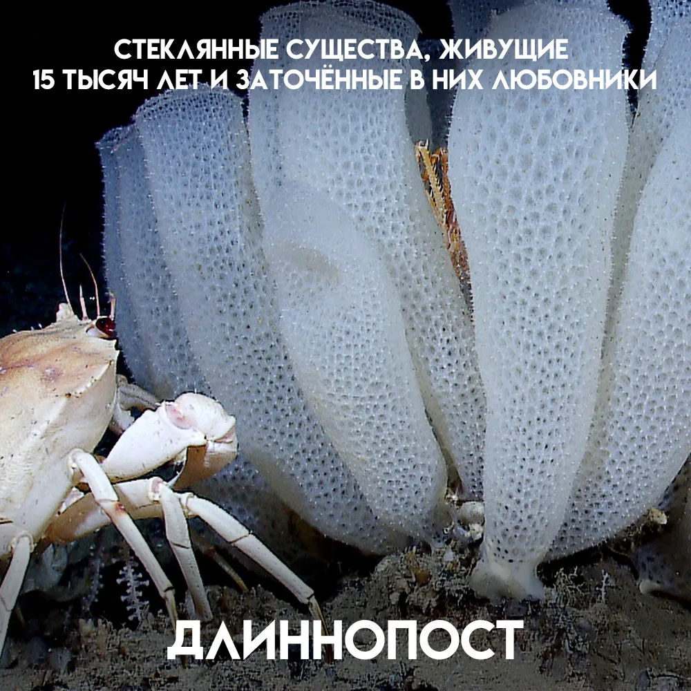 15 тысяч лет. Столько может жить одно существо. Оно видело, как заканчивался последний ...
