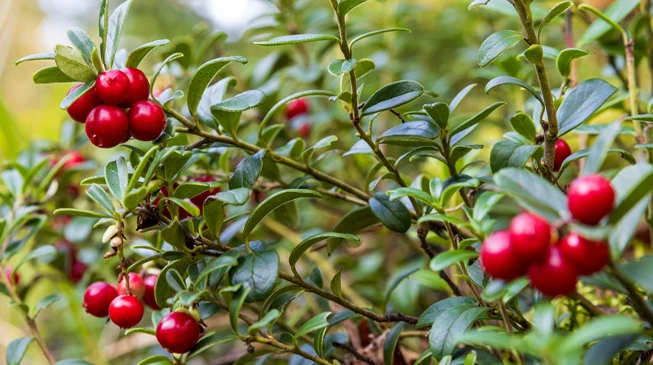 🍒БРУСНИКА