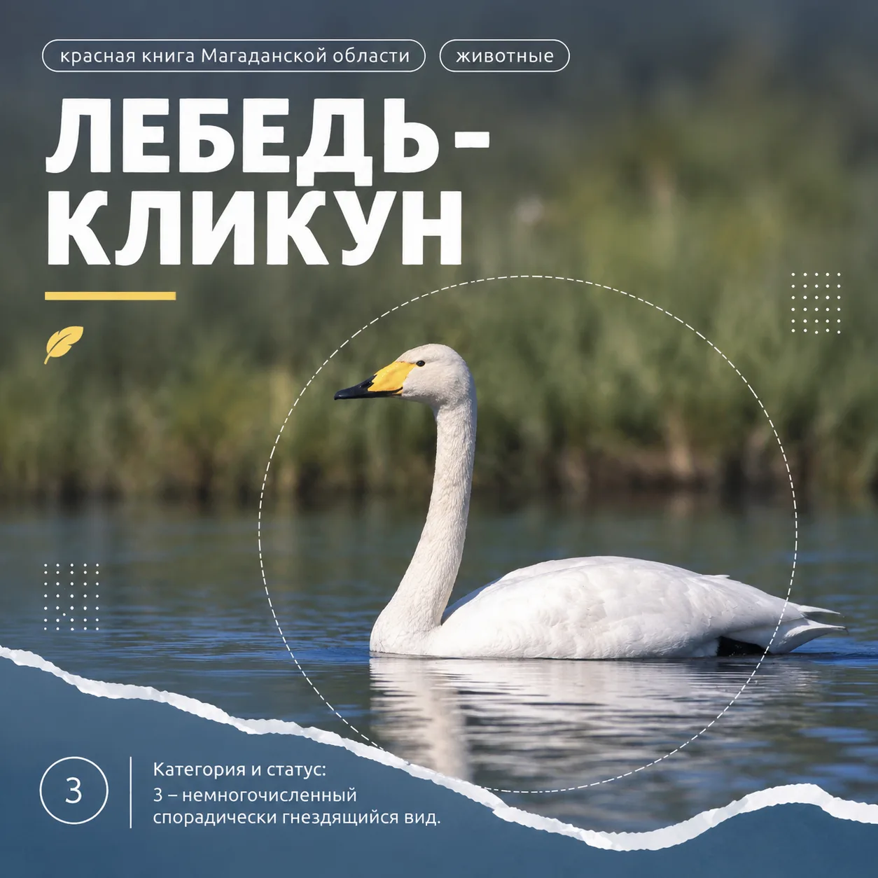 Продолжаем листать страницы Красной книги Магаданской области.