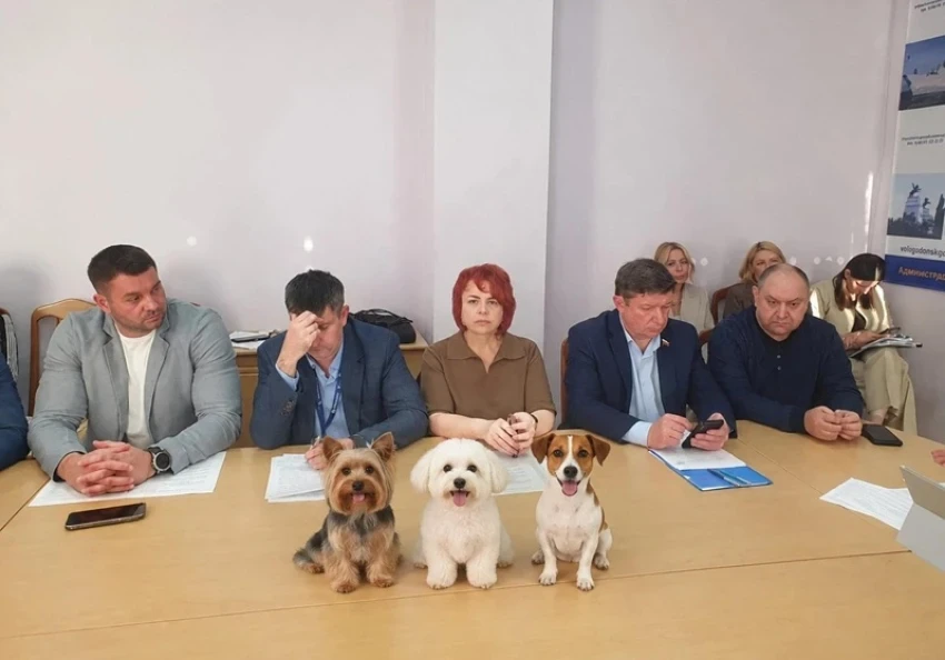 Депутаты Волгодонска — о бездомных собаках: «пожар надо потушить»