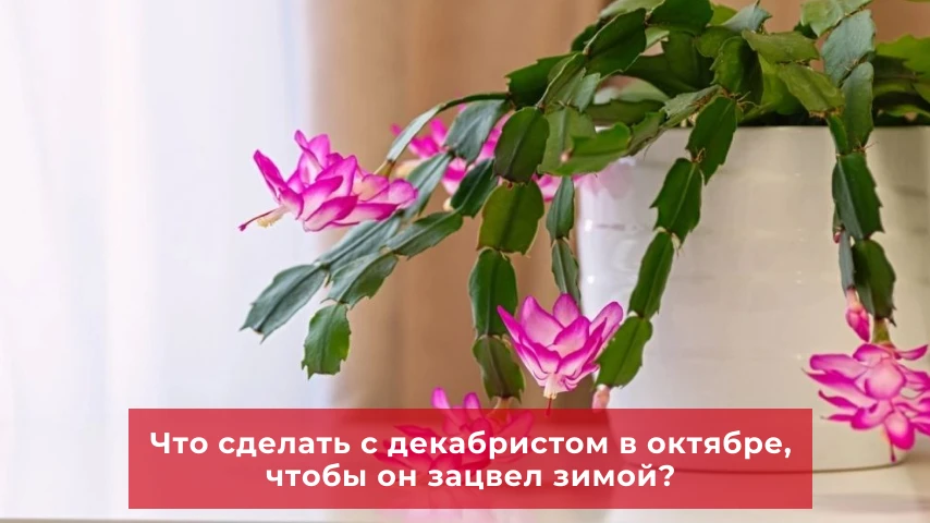 Как добиться пышного цветения декабриста