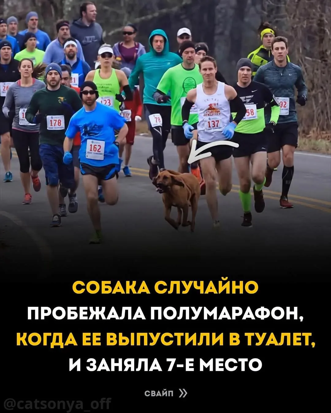Она вышла пописать. Вернулась с седьмым местом в полумарафоне. 🐶😄