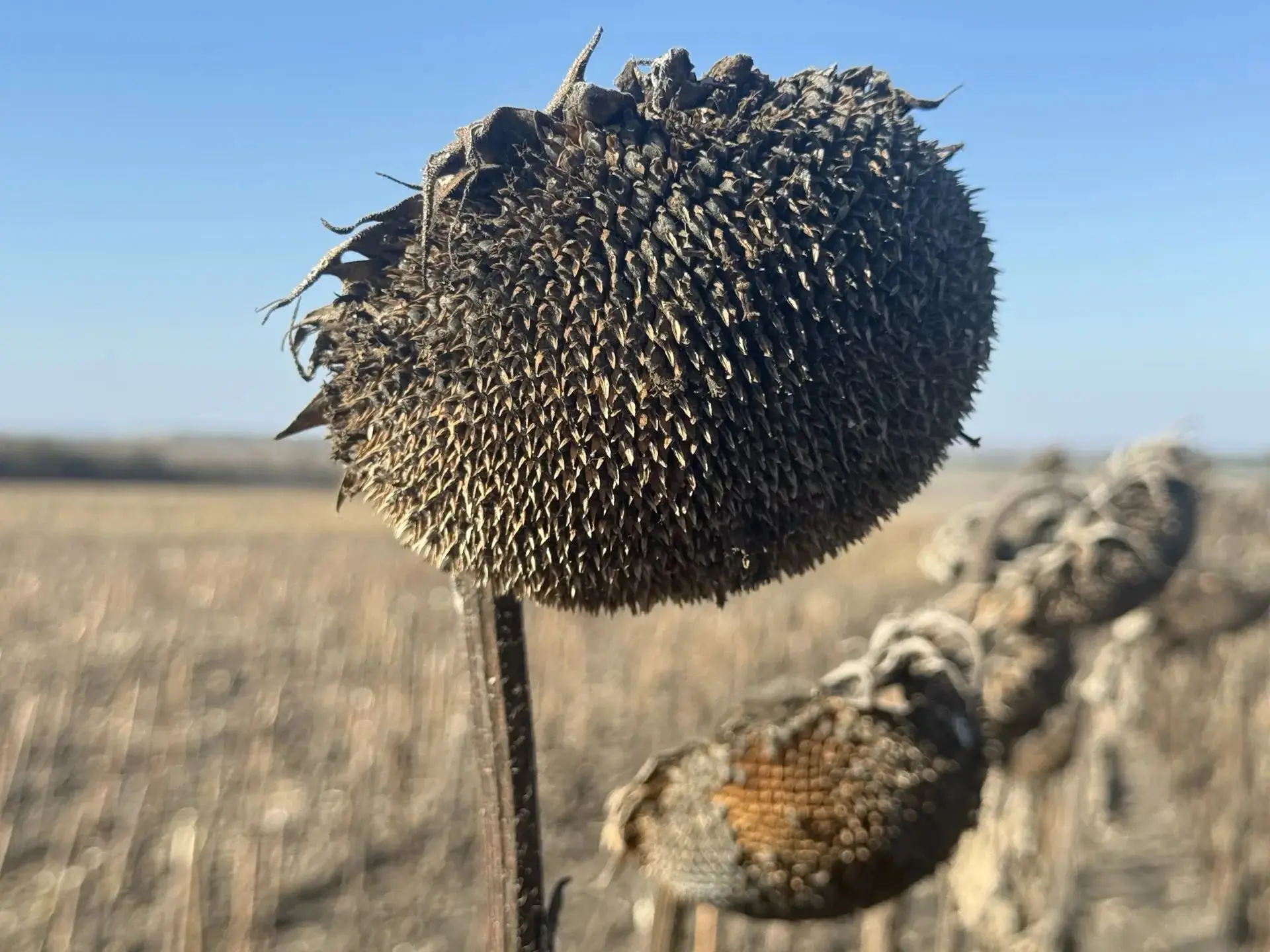 🌾 Кипит работа и на полях округа