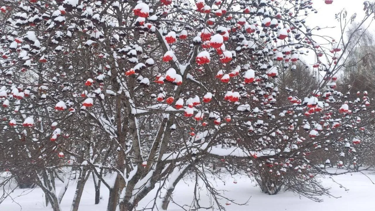 ❄️ Снег выпадет уже на следующей неделе