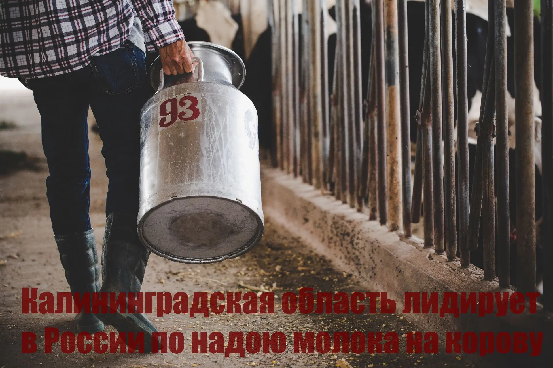Калининградская область лидирует в России по надою молока на корову