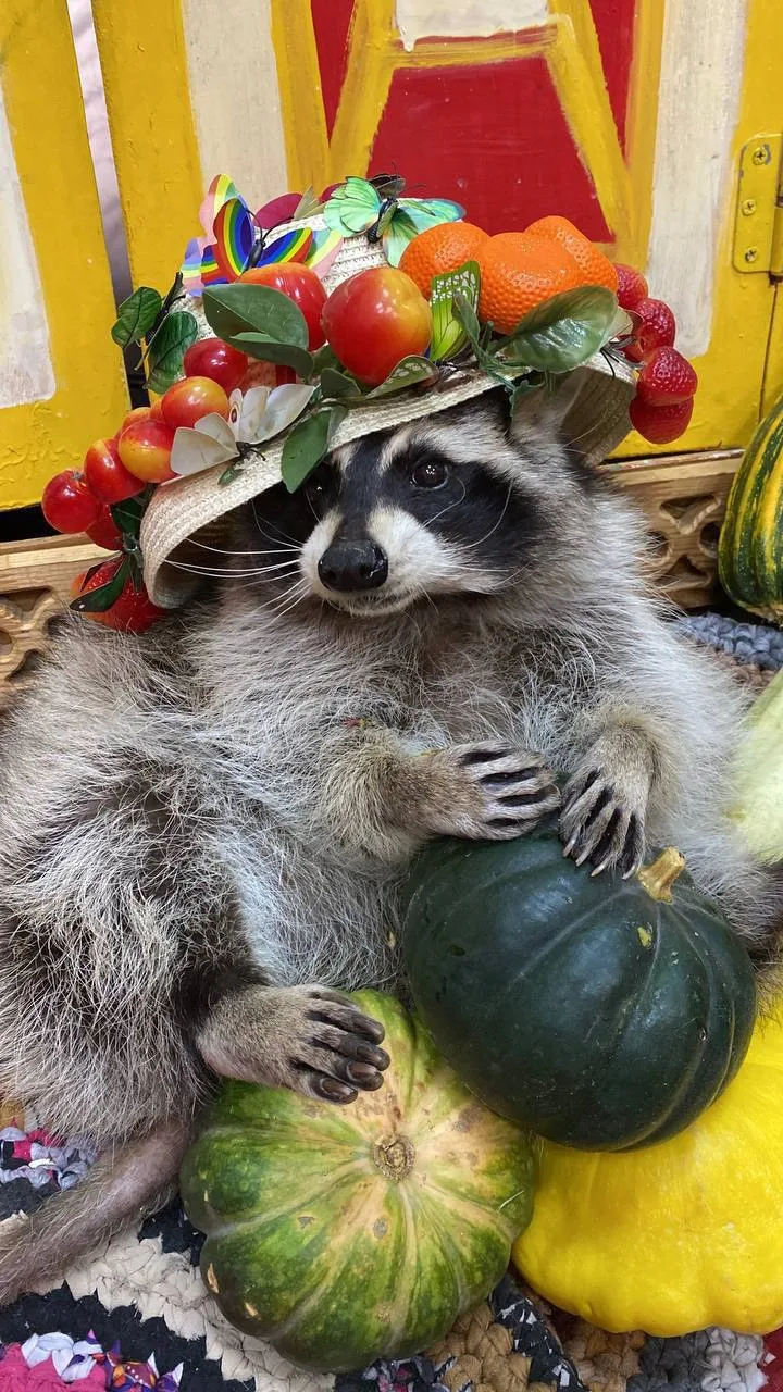 ДЛЯ ДЕТЕЙ на выходных  В СИБИРСКОМ ЗООПАРКЕ в Солнечном сказка 🍁🍁