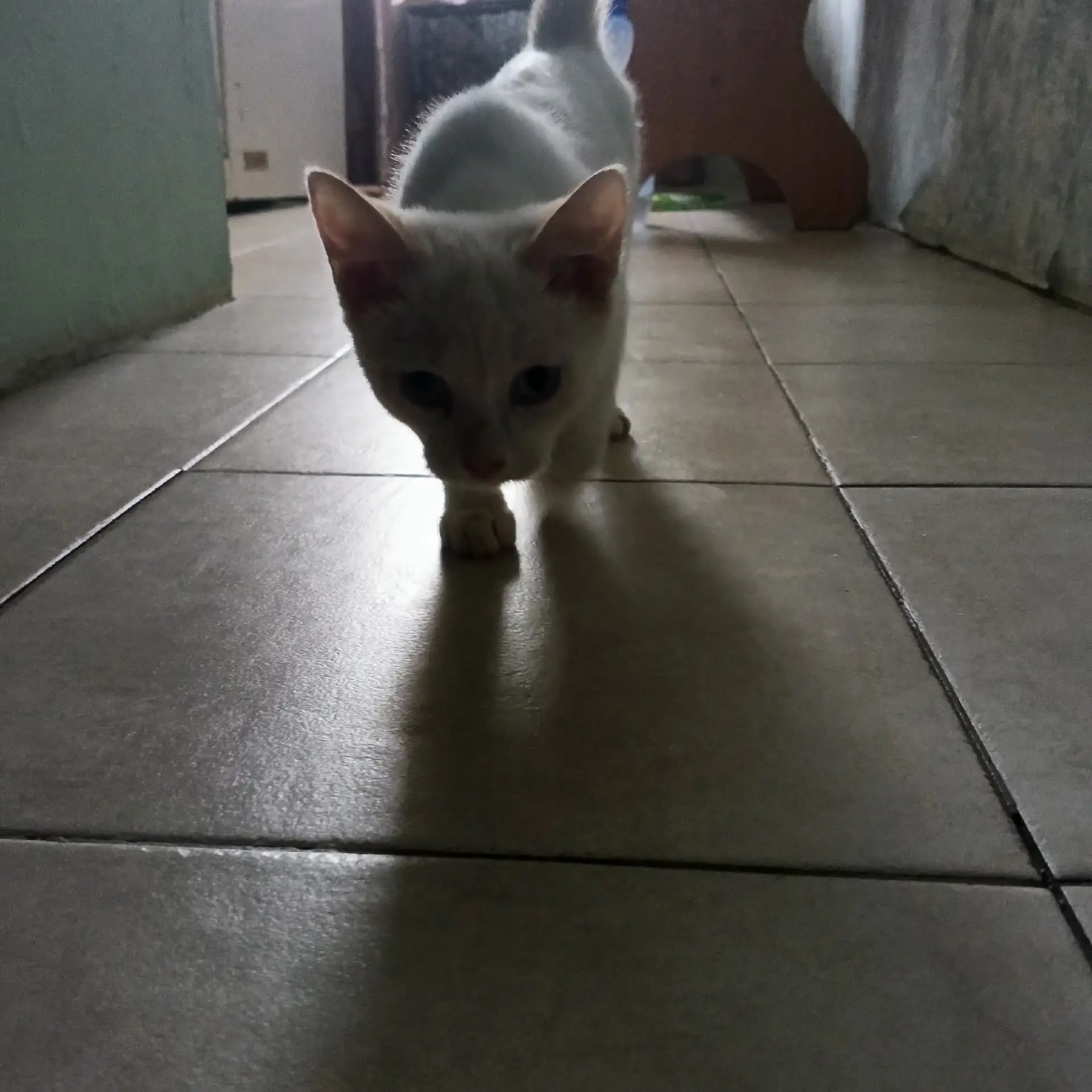 отдам котика(мальчик)
