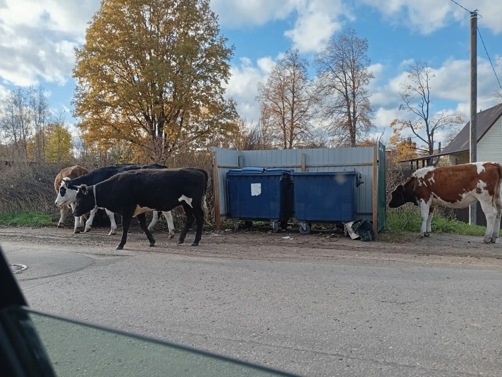🐄 Жители Тверской области предлагают разобрать по домам беспризорных коров