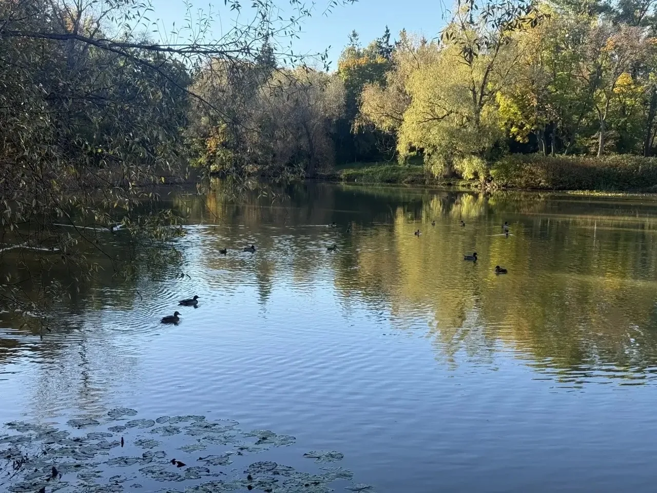 🦆 Просто уточки из Ботанического сада Самары