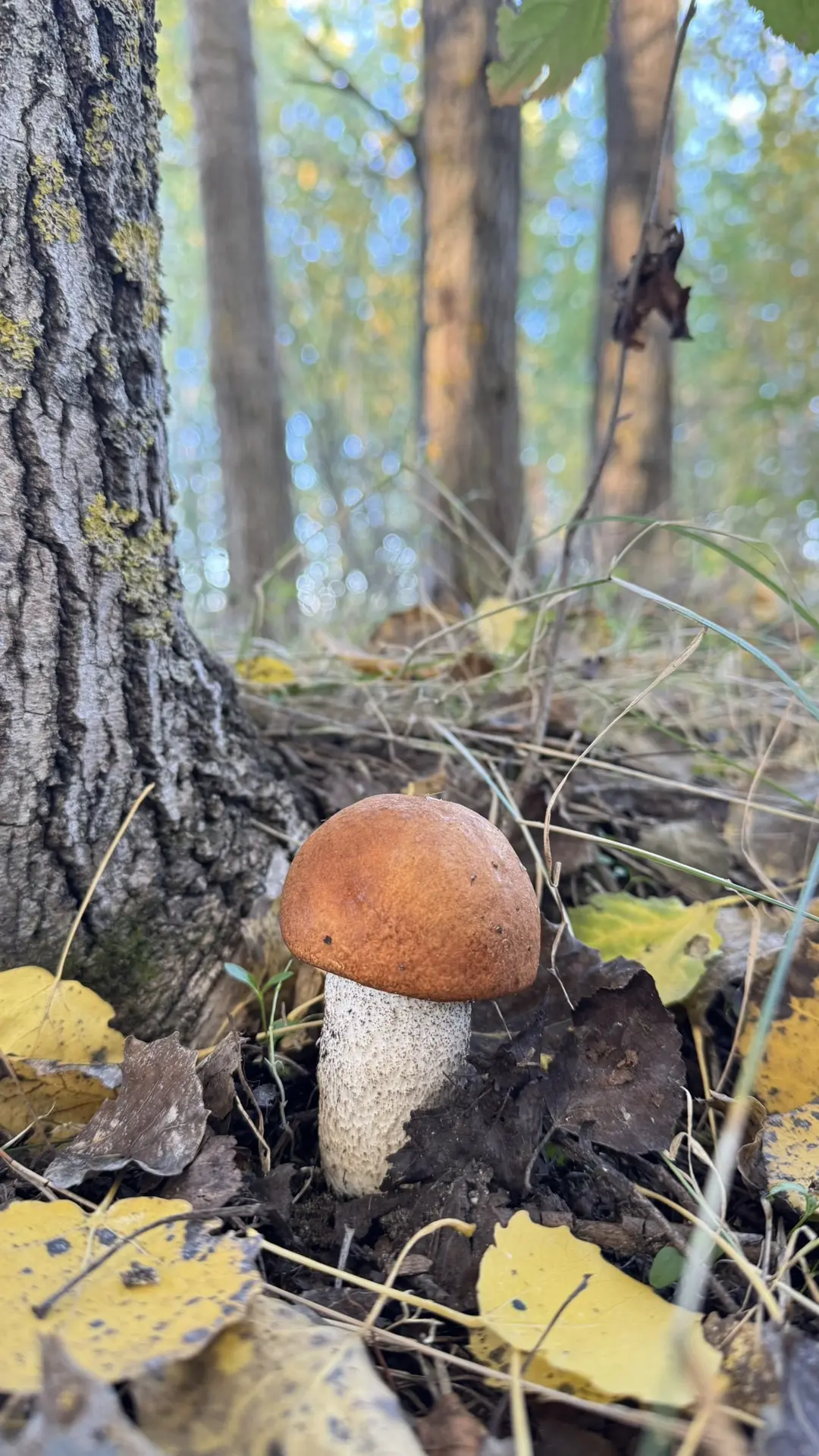 Если бы осень не была такой красивой, я ни за что  бы ее не любила 🤗